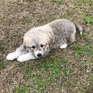 Meet your Posher, Chelsea